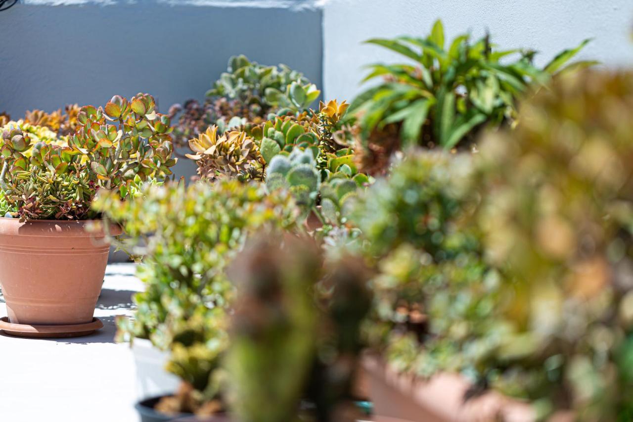 Cactopia Apartments- Hoya-Aeonium Réthimno Kültér fotó