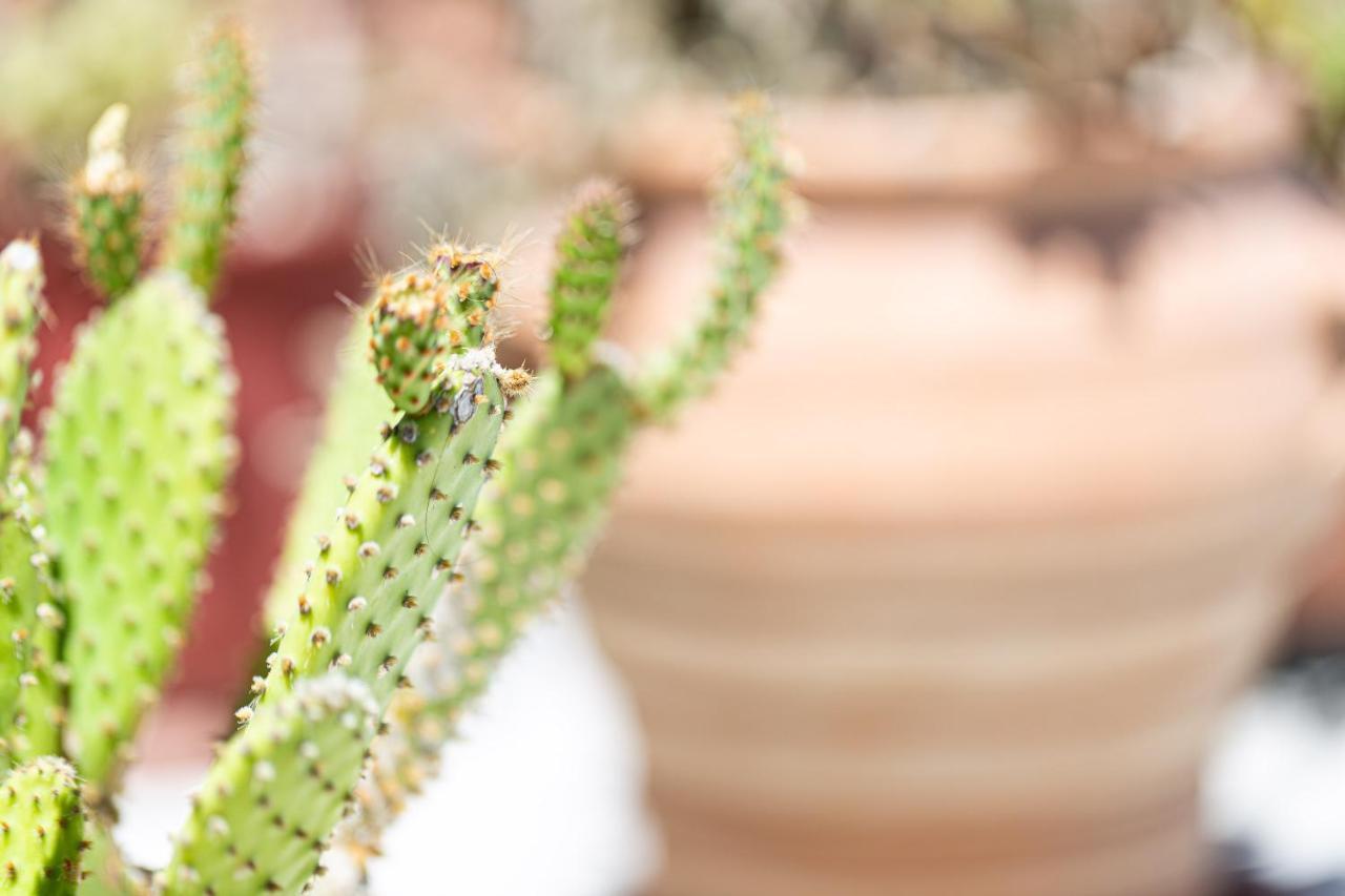 Cactopia Apartments- Hoya-Aeonium Réthimno Kültér fotó