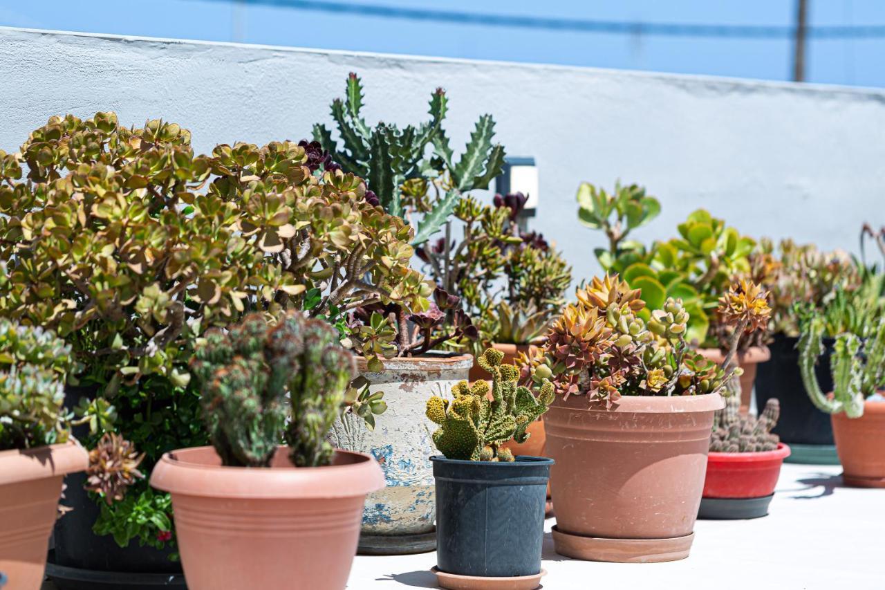 Cactopia Apartments- Hoya-Aeonium Réthimno Kültér fotó