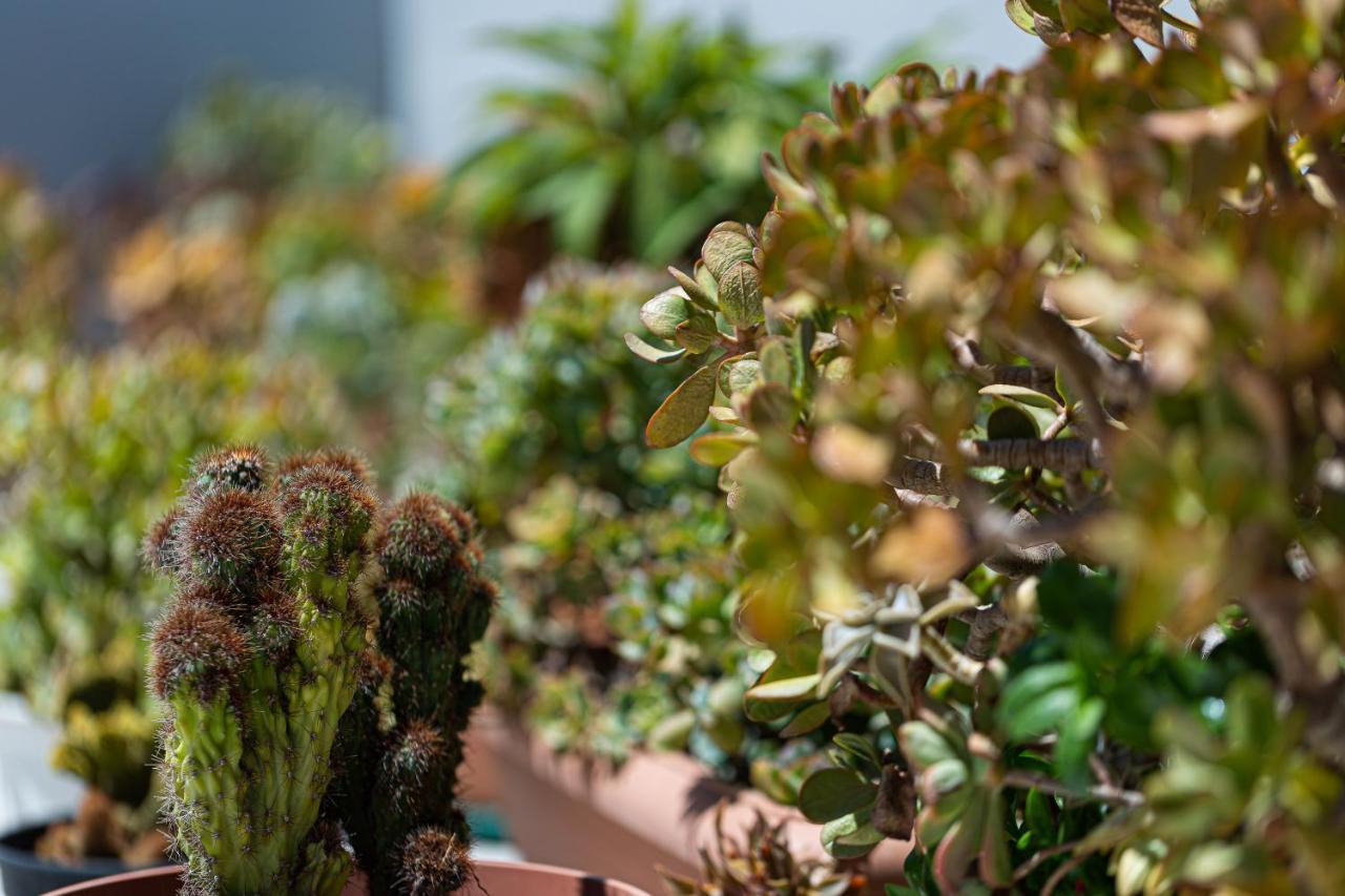 Cactopia Apartments- Hoya-Aeonium Réthimno Kültér fotó